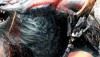 God Eater 2 - Nuovo Trailer